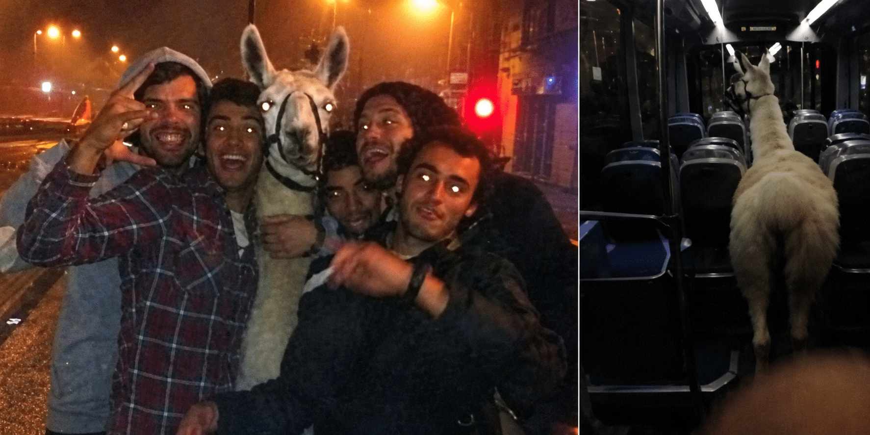 Cinq jeunes posent pour un selfie nocturne avec Serge le lama, puis Serge seul debout dans l'allée d'un tram de Bordeaux